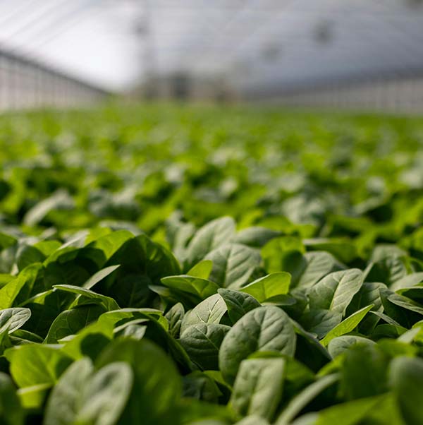 Everfert Organic Supplies - Green fields